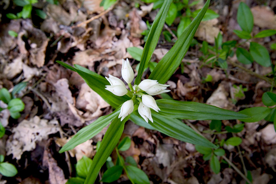 dubbio risolto: Cephalanthera longifolia